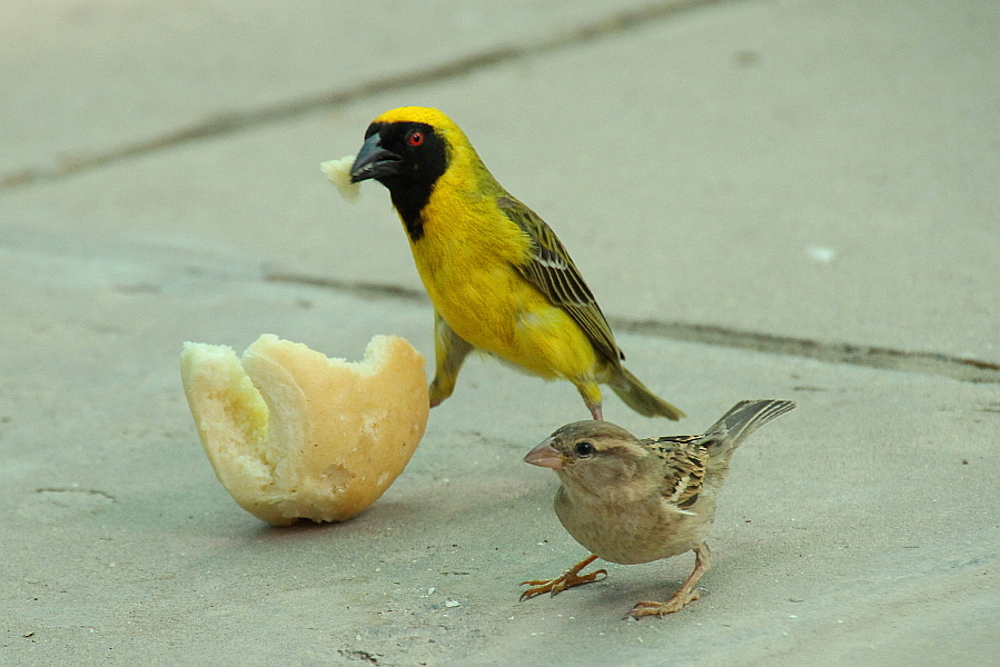 http://i.dcview.tw/gallery/201303/2497c2d6a5417a97b719f9f7ec72ed2a.jpg
