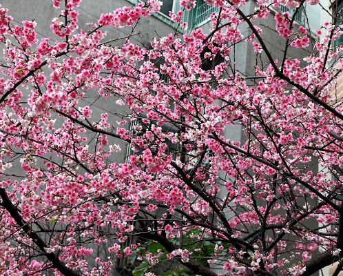 http://i.dcview.tw/gallery/201303/393428fa5711b0a1c30db07bb506a7fe.jpg
