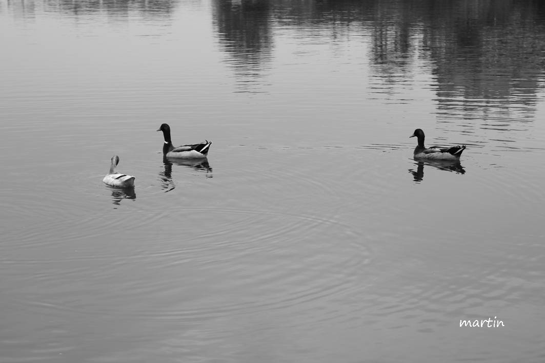 http://i.dcview.tw/gallery/201303/40ade870764a01ed9e1600be79ed6af8.jpg