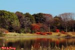 ~日本昭和紀念公園賞楓~