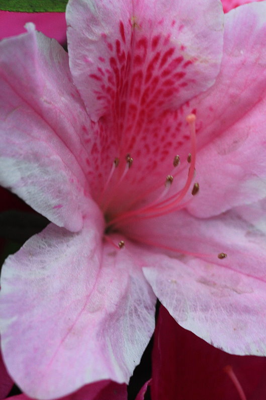 http://i.dcview.tw/gallery/201303/560ff908aafab291a01cefb9a644fccd.jpg