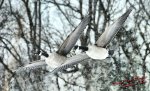 Canada geese