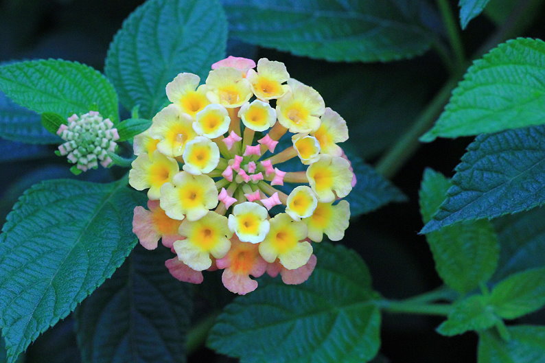 http://i.dcview.tw/gallery/201303/6ae1a5933f12d109ab510b9d94e8d2b4.jpg
