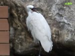 人工湖邊的鳥