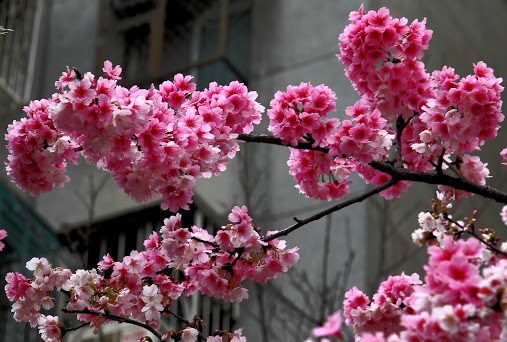 http://i.dcview.tw/gallery/201303/89d398cfd86e4d7bb63f6ee47f042f36.jpg