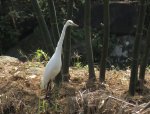 中白鷺