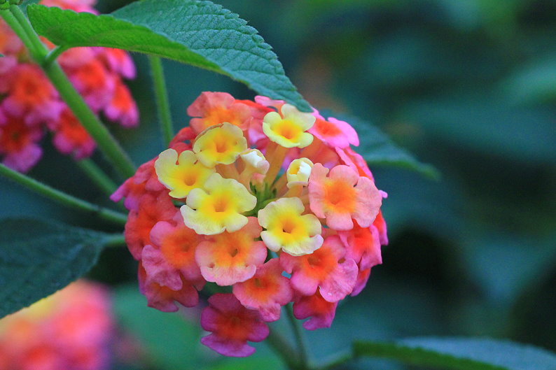 http://i.dcview.tw/gallery/201303/9c5a9848c94ad81f83f6986cd63dc4d7.jpg