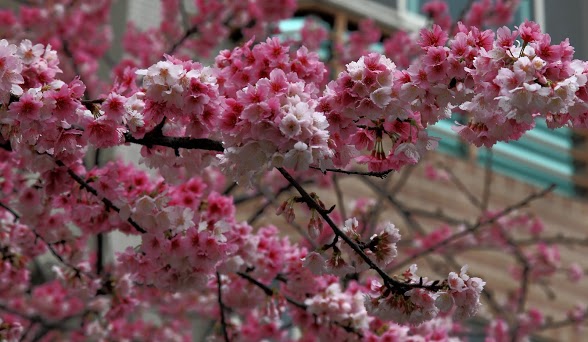 http://i.dcview.tw/gallery/201303/9da1f6bdd4be09ac26df7f33a116c799.jpg