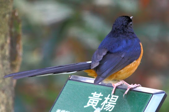 http://i.dcview.tw/gallery/201303/bfb3d028209a9c7f9394caf2cb20b389.jpg