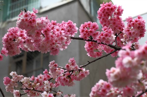 http://i.dcview.tw/gallery/201303/bfd7d9729e713c89638ebb1444b0a98a.jpg