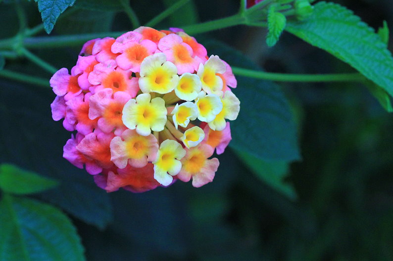 http://i.dcview.tw/gallery/201303/c2106261c00ea36eef27a616771eecea.jpg