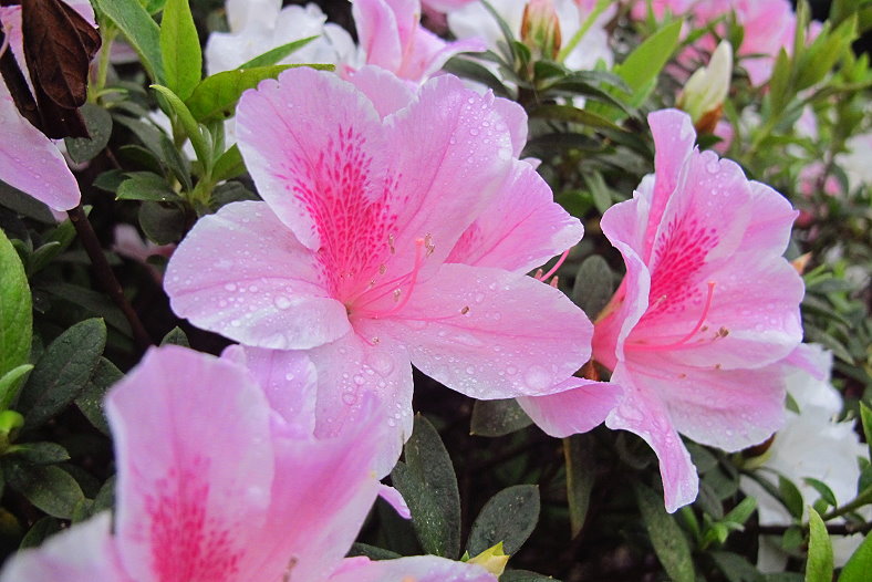 http://i.dcview.tw/gallery/201303/c92567f0f753de633d98b51c96240b72.jpg