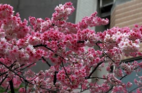 http://i.dcview.tw/gallery/201303/cead6b9a366dadd4e4ab42e1efcf5a90.jpg
