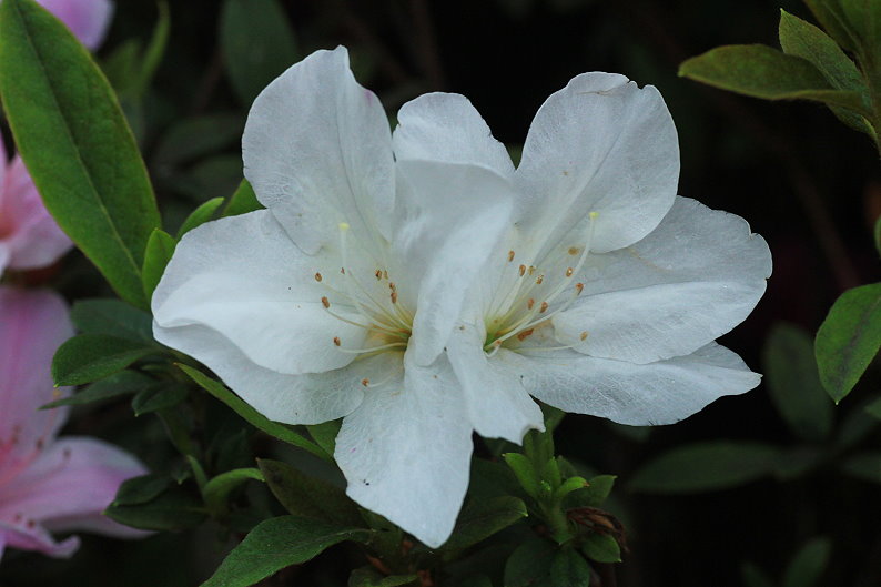 http://i.dcview.tw/gallery/201303/d9e6283757098aa8b0f38d081aba3043.jpg