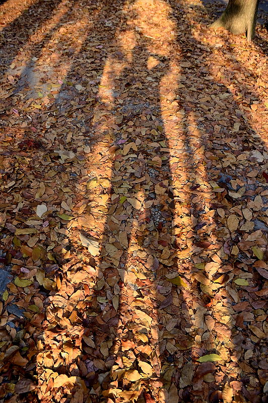 http://i.dcview.tw/gallery/201303/e19f98d947cff1cfaaa779efca3128d7.jpg