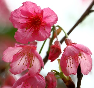 http://i.dcview.tw/gallery/201303/ed08a174754d307c8204f48a5f8a0365.jpg