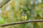 普鳥