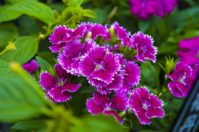 http://i.dcview.tw/gallery/201304/12fafe355c9b110d84f0df51ef9f230f.jpg