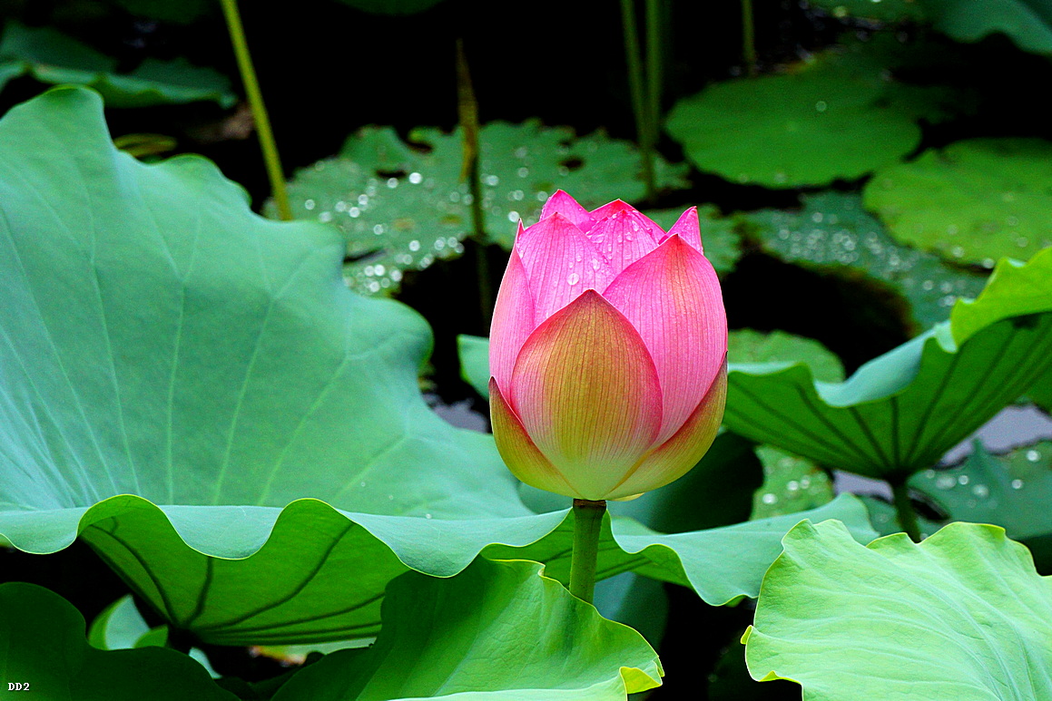 http://i.dcview.tw/gallery/201304/18d1a1b6d8ab15695bd1dd5e0b3395b1.jpg