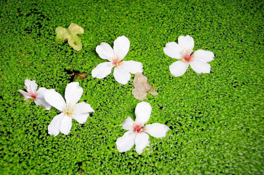 http://i.dcview.tw/gallery/201304/24f7c2a8c1cddfae8654a0038901f27a.jpg