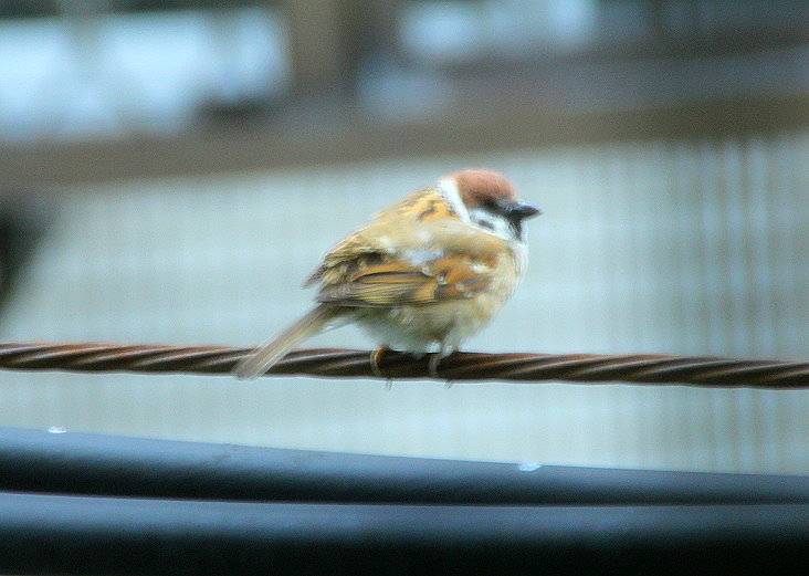 http://i.dcview.tw/gallery/201304/2506f298869bffa66441162f0bd7e779.jpg