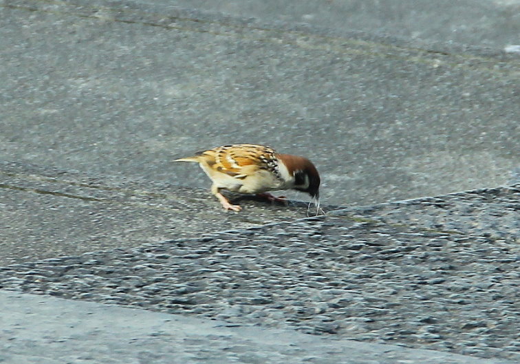 http://i.dcview.tw/gallery/201304/33693af78228f87a5b4d1fbbad8b74e4.jpg