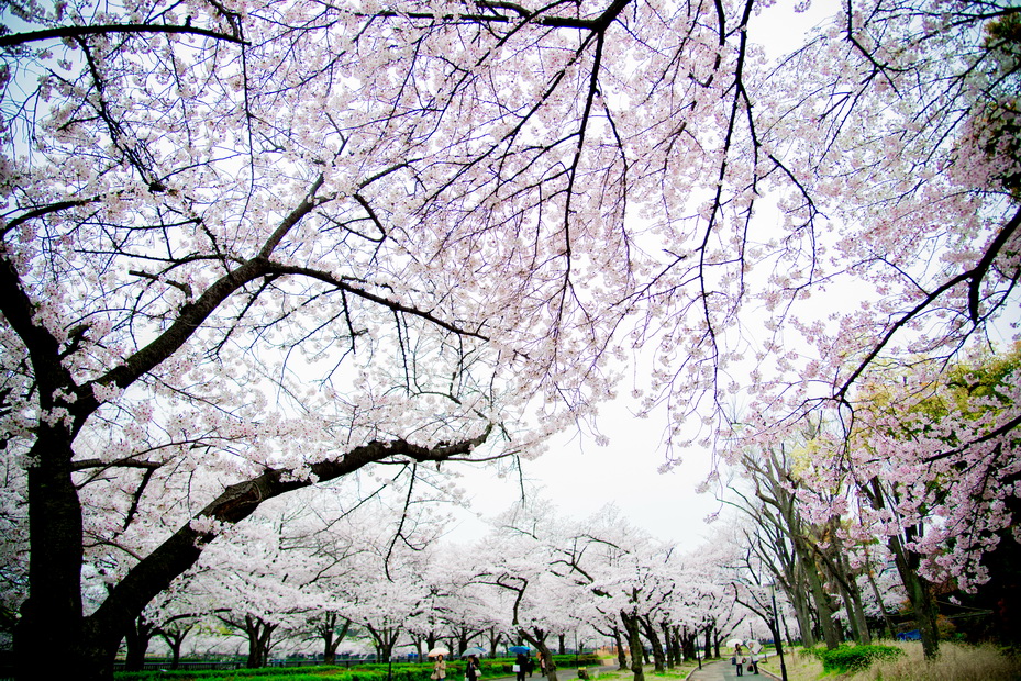 http://i.dcview.tw/gallery/201304/3537adf7e9f8611286e8e084be631c4f.jpg