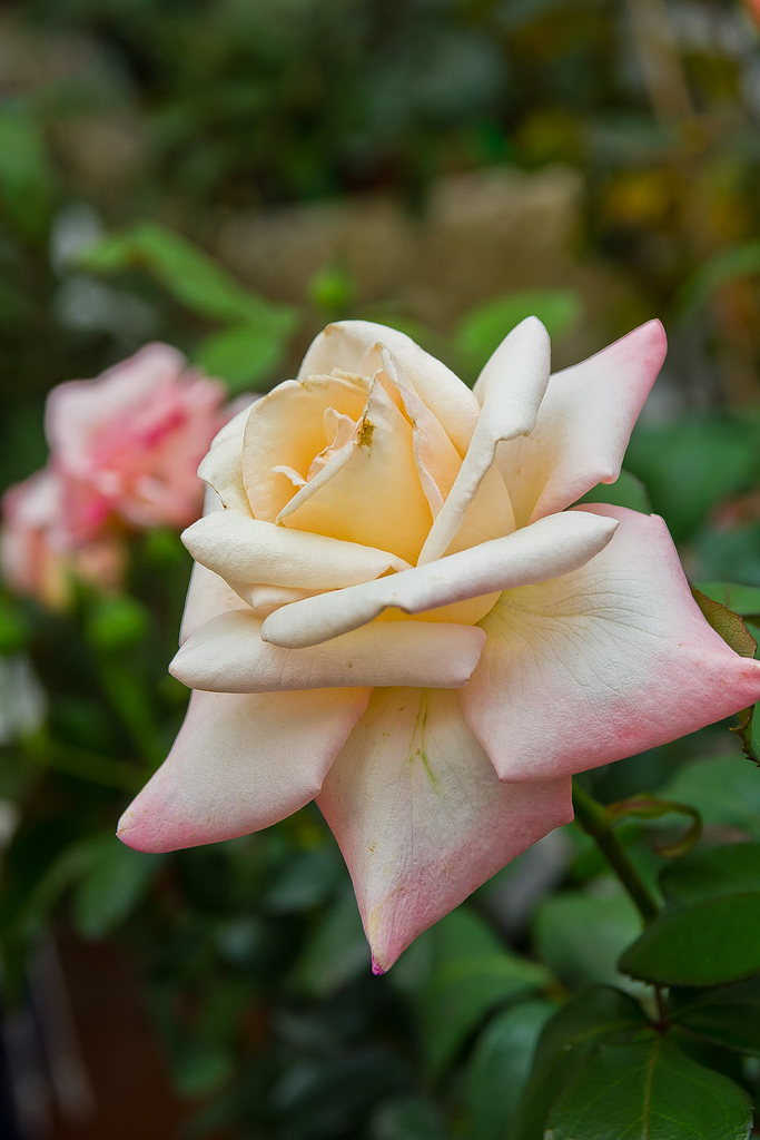 http://i.dcview.tw/gallery/201304/369498eaec811e1b29d579bb4cb46f08.jpg