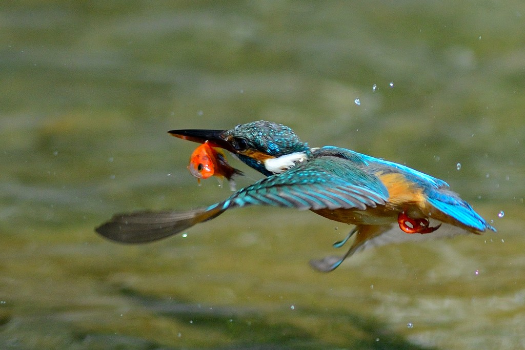 http://i.dcview.tw/gallery/201304/5e07ac6adcfd706cb75767fb303edfe1.jpg