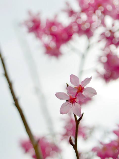 http://i.dcview.tw/gallery/201304/732280aa34969cd6d53d4936a5f02efb.jpg