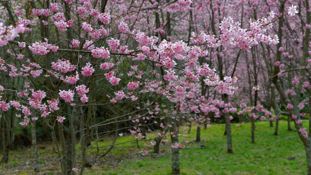 http://i.dcview.tw/gallery/201304/7ac5faa8c66dc667b93f3336aaf5c6b0.jpg