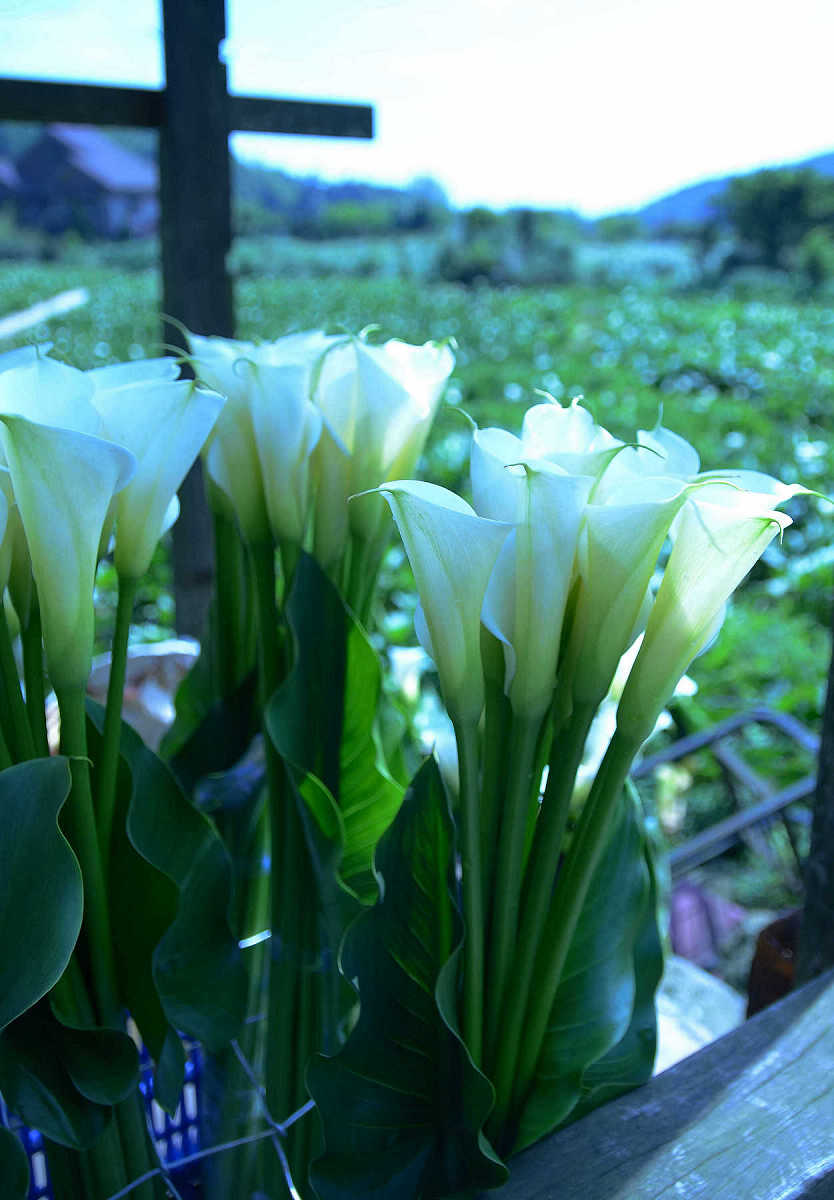 http://i.dcview.tw/gallery/201304/9683bc61761ab925f3d38c467b81209e.jpg