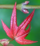 自己種的風蘭嘉德利雅蘭螃蟹蘭報歲蘭和青楓嫩葉