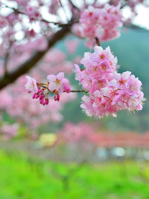 http://i.dcview.tw/gallery/201304/aa633b72eb033b0e79b6737de5a4e5f7.jpg