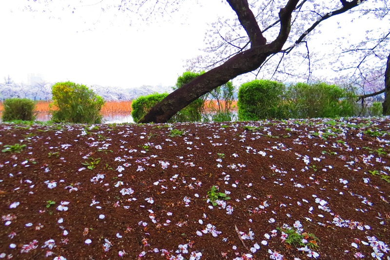 http://i.dcview.tw/gallery/201304/ac586eefdff2bca6f1fcffb3b1827ec5.jpg