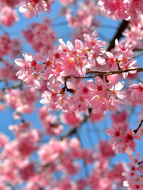http://i.dcview.tw/gallery/201304/ad1a95e19fcbcde8af0eae8214058ad3.jpg