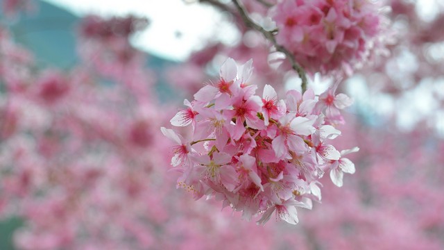 http://i.dcview.tw/gallery/201304/bb901fc68d6d84577510f19b2e0f6cb5.jpg