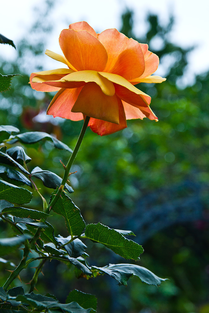 http://i.dcview.tw/gallery/201304/bbc8033161614bbfd2302a2d6847e66b.jpg