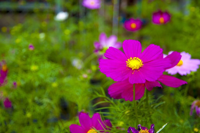 http://i.dcview.tw/gallery/201304/c0f19f5762c93fa4fbe537b637970be5.jpg