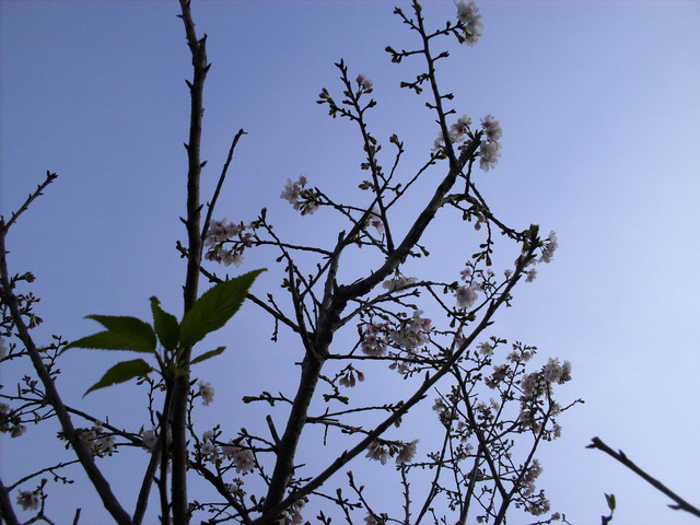 http://i.dcview.tw/gallery/201304/d02ff3c604b3994203f645d5935bcc86.jpg