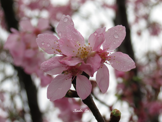 http://i.dcview.tw/gallery/201304/d727e230adc45284805a92c2ec27c264.jpg