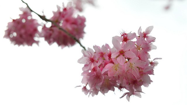 http://i.dcview.tw/gallery/201304/d8723d36be467eb07eb2f8ecdd7643f8.jpg