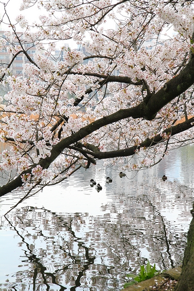 http://i.dcview.tw/gallery/201304/d91ffeea3ffb61ea4c60ce116e791fc7.jpg