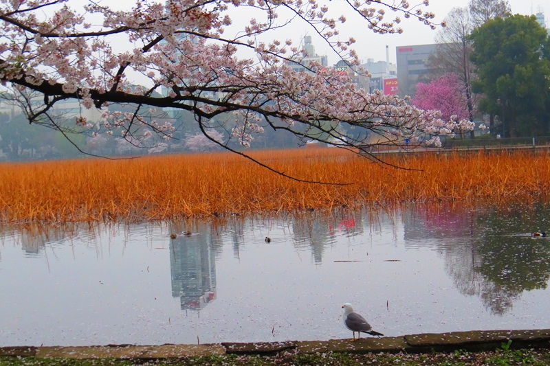 http://i.dcview.tw/gallery/201304/e14236da5c57cd2d453d78cd3e59ab8d.jpg