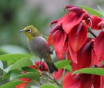 綠繡眼與雞冠刺桐