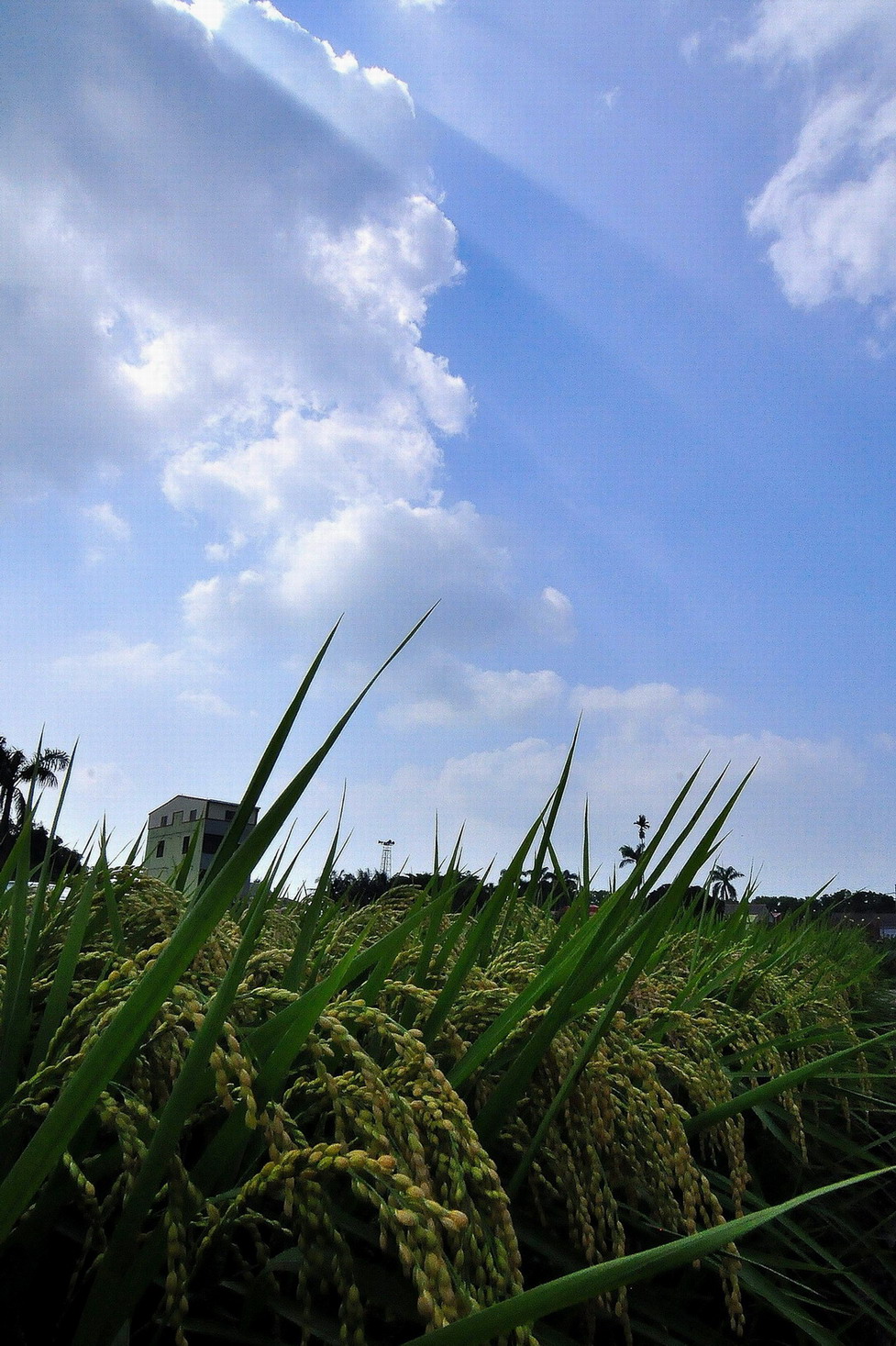 http://i.dcview.tw/gallery/201305/5d6b68013165e611fc511cb5f3beb876.jpg