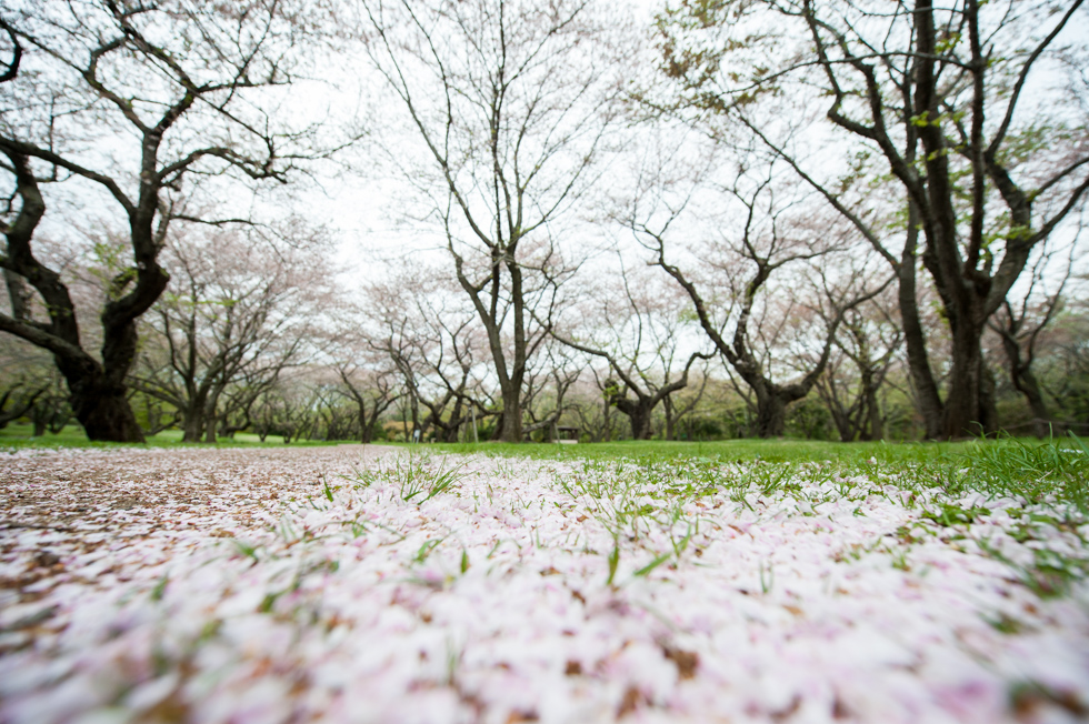http://i.dcview.tw/gallery/201305/710b52d18d532d5ed8fc66774a1da0b9.jpg