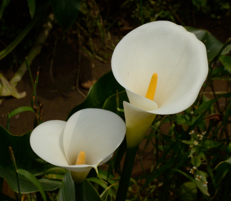 http://i.dcview.tw/gallery/201305/8033fccc3894cf970a36216b487acec8.jpg