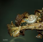 生態進行式-20(蝸牛宛如木雕)