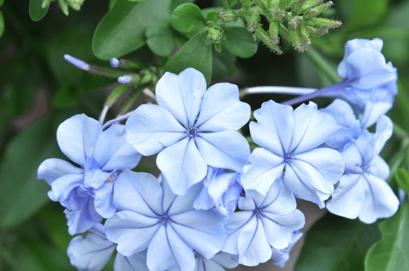 http://i.dcview.tw/gallery/201305/840463bee2a6076f09802b9105185d90.jpg